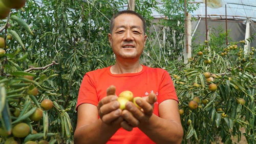 拼出希望的田野 90后海归农村电商逆袭记
