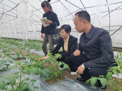 振兴产业 富民强村——全国人大代表付庆梅的农产品收购助力之路