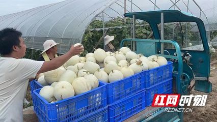 衡阳 瓜果丰产不用愁 供销上门来收购