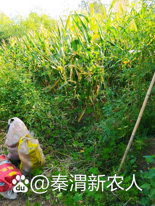 在农村,地里种植的农作物没有一样是值钱的